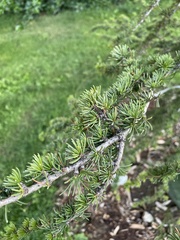 Cedrus brevifolia