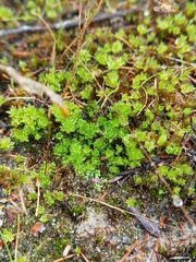 Pleurophascum occidentale