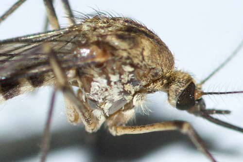 Snow Mosquito photo 4