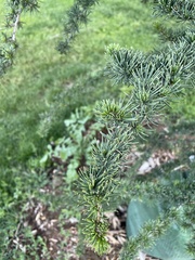 Cedrus brevifolia