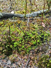 Pleurophascum occidentale