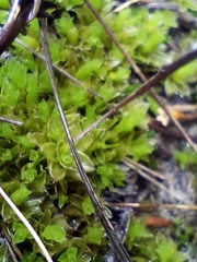 Pleurophascum occidentale