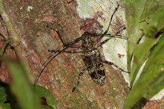 Macropophora