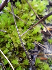 Pleurophascum occidentale