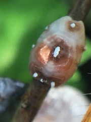 Ceroplastes sinensis