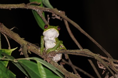 Phyllomedusa