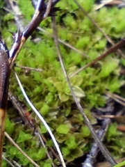 Pleurophascum occidentale