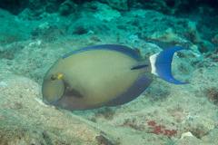 Acanthurus blochii
