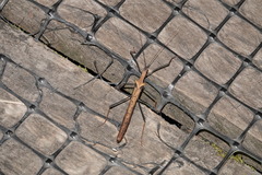 Pseudophasma bispinosum