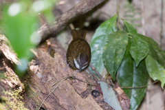 Oreoscopus gutturalis