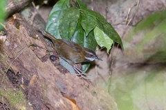 Oreoscopus gutturalis