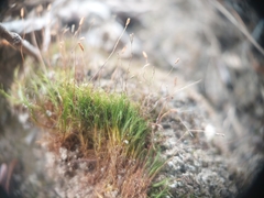 Distichium capillaceum