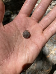 Monadenia infumata