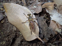 Callinicus pictitarsis