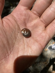Monadenia infumata
