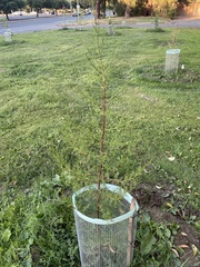 Cupressus dupreziana