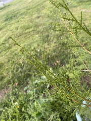 Cupressus dupreziana