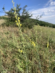 Linaria genistifolia