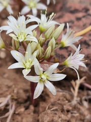 Allium nevadense
