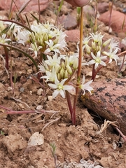 Allium nevadense