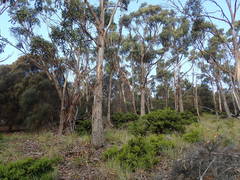 Eucalyptus globulus globulus
