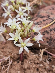 Allium nevadense