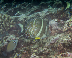 Acanthurus guttatus