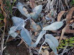 Eucalyptus globulus globulus