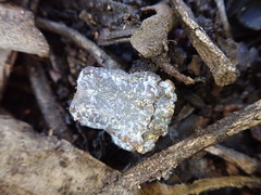 Eucalyptus globulus globulus