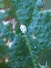 Ceroplastes sinensis