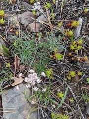 Lomatium geyeri