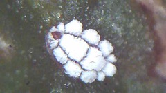 Ceroplastes sinensis