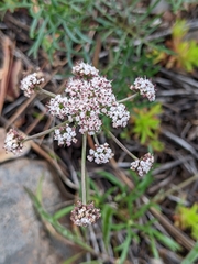 Lomatium geyeri