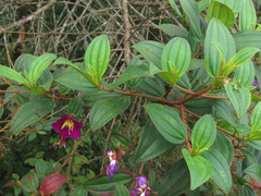 Andesanthus