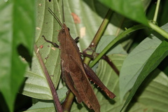 Colpolopha latipennis