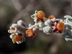 Chenopodium curvispicatum