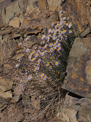 Erigeron breweri porphyreticus