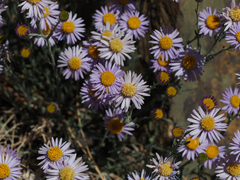 Erigeron breweri porphyreticus