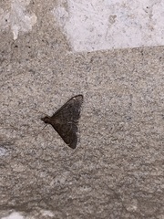 Steniodes declivalis