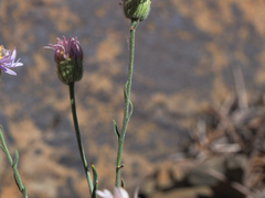 Erigeron breweri porphyreticus