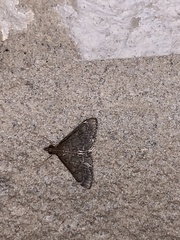 Steniodes declivalis