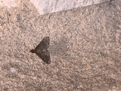 Steniodes declivalis