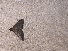 Steniodes declivalis