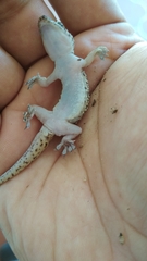 Hemidactylus turcicus