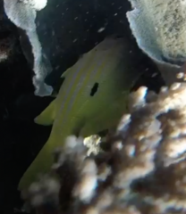 Lutjanus fulviflamma