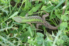 Podarcis ionicus