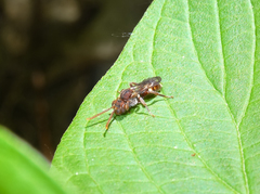Nomada cuneata