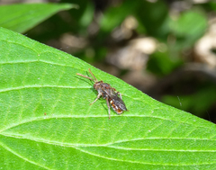 Nomada cuneata