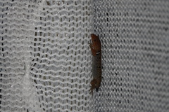 Gonatodes concinnatus