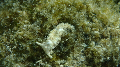 Plakobranchus ocellatus